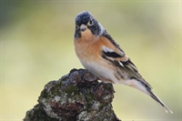 Ajout de photos de pinson du nord