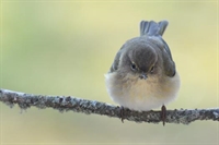 Ajout de photos de pouillot veloce