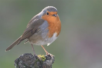 Ajout de photos de rouge-gorge