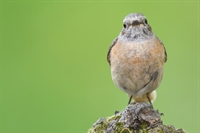Ajout de photos de rouge-queue à front blanc
