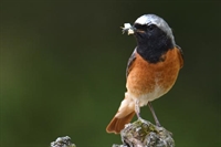 Ajout d'une galerie reproduction 2022 du  rouge-queue à front blanc