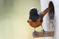 Ajout d'une galerie reproduction 2023 du  rouge-queue à front blanc