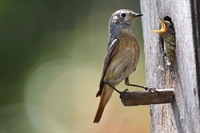 Ajout de photos de reproduction 2023 du  rouge-queue à front blanc