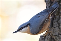 Ajout de photos de sittelle torchepot