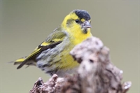 Ajout de photos de pic epeiche