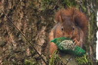 Ajout d'une thématique monte-en-l'air