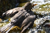 Ajout de photos baignade estivale