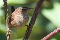 Ajout de photos de troglodyte mignon
