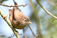 Ajout de photos de troglodye mignon juvénile
